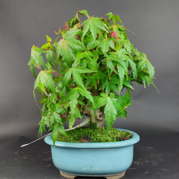 Preview: Bonsai - Fächerahorn, Acer Palmatum Nomura